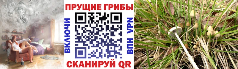 Галлюциногенные грибы Psilocybine cubensis  даркнет сайт  Инта 